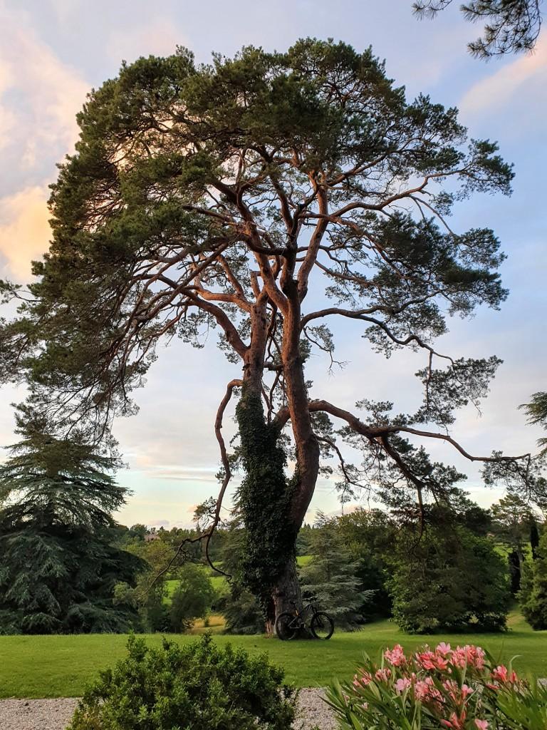 Un magnifique centenaire
