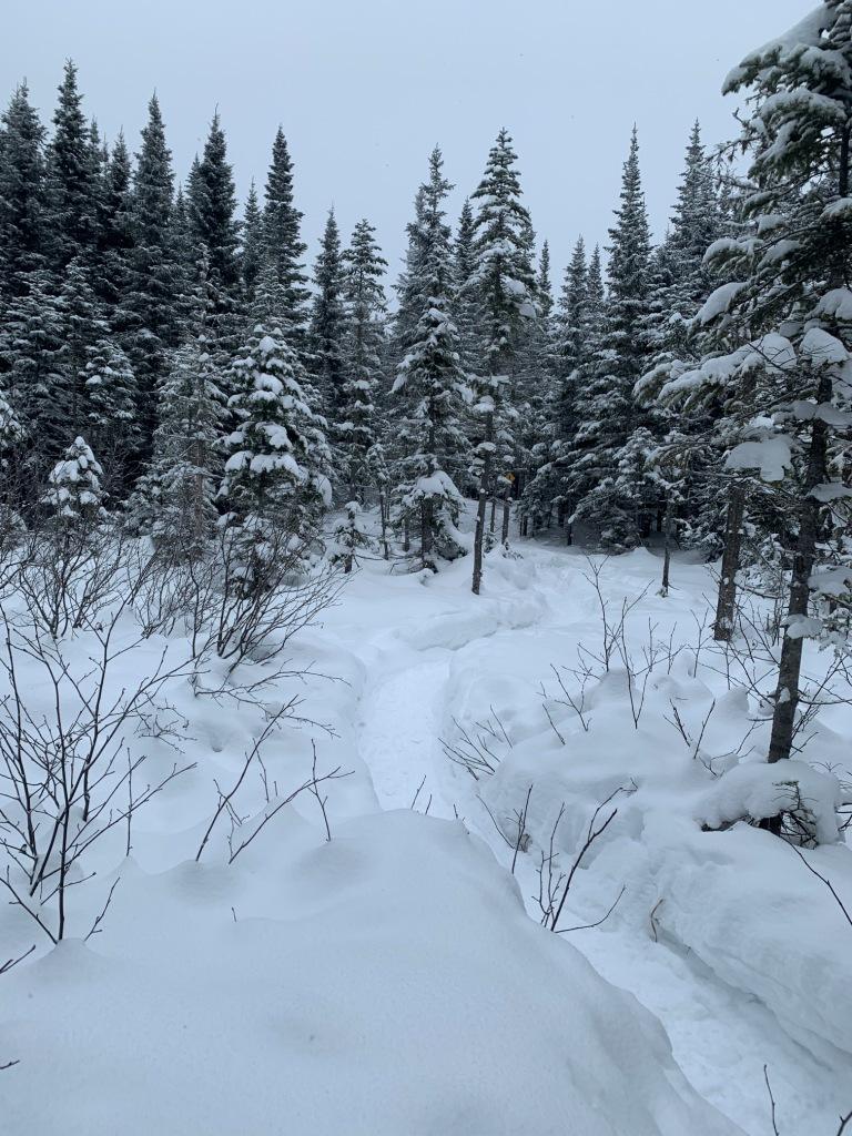 .. roi des forêts