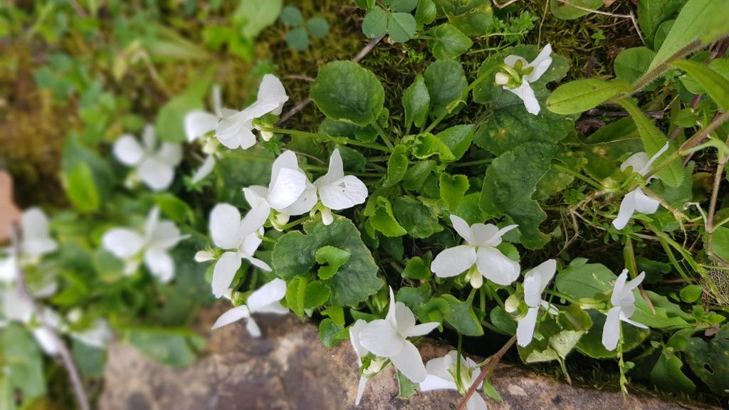 violettes blanches
