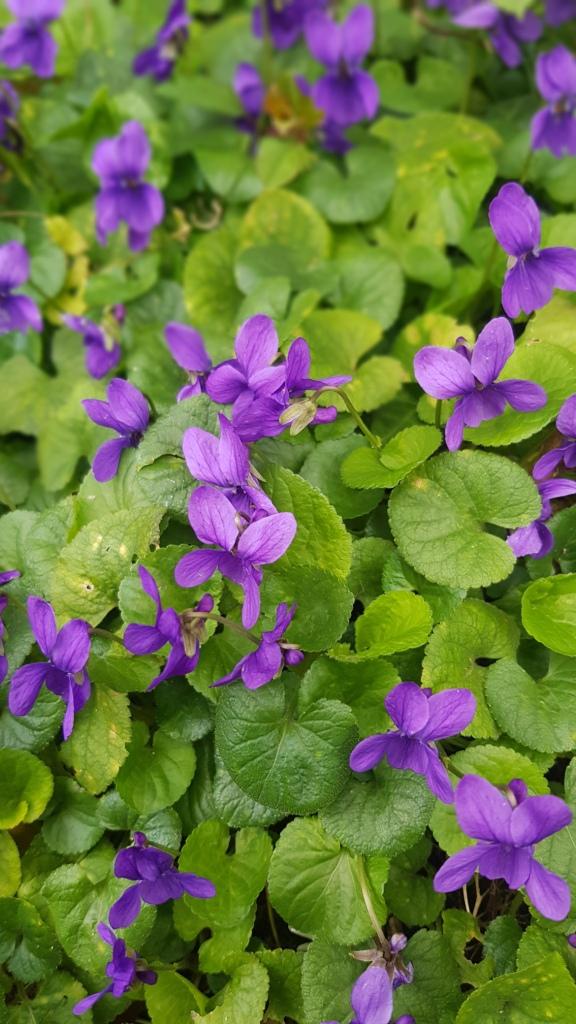 Violettes violettes