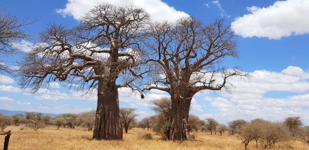 Baobabs