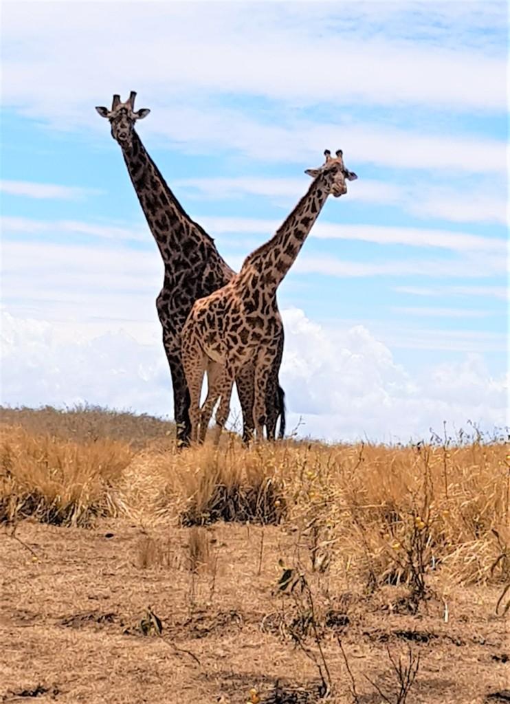 Girafes 2