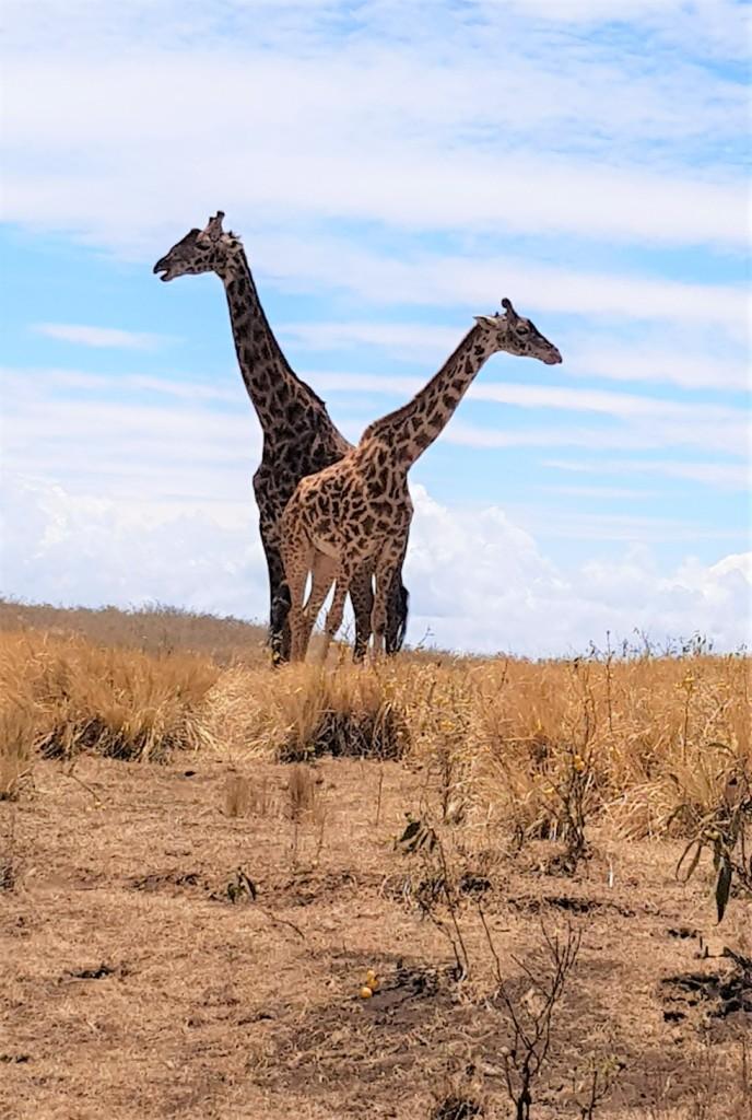 Girafes 1