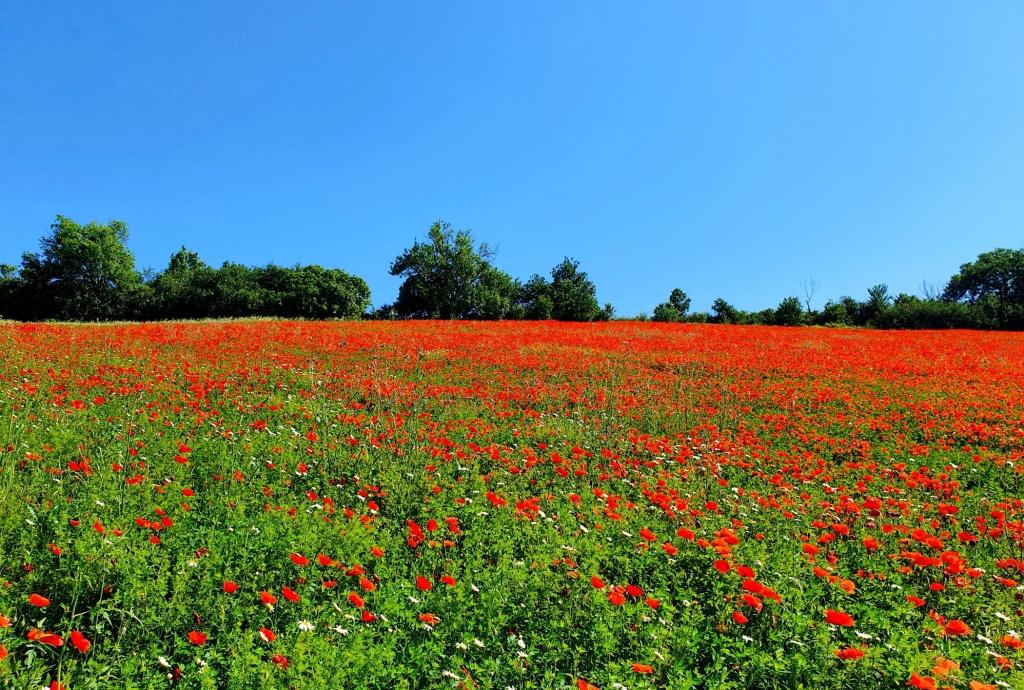 gentils coquelicots mesdames