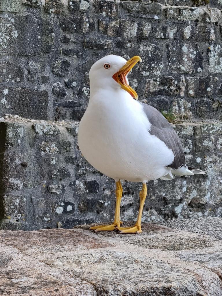 goeland