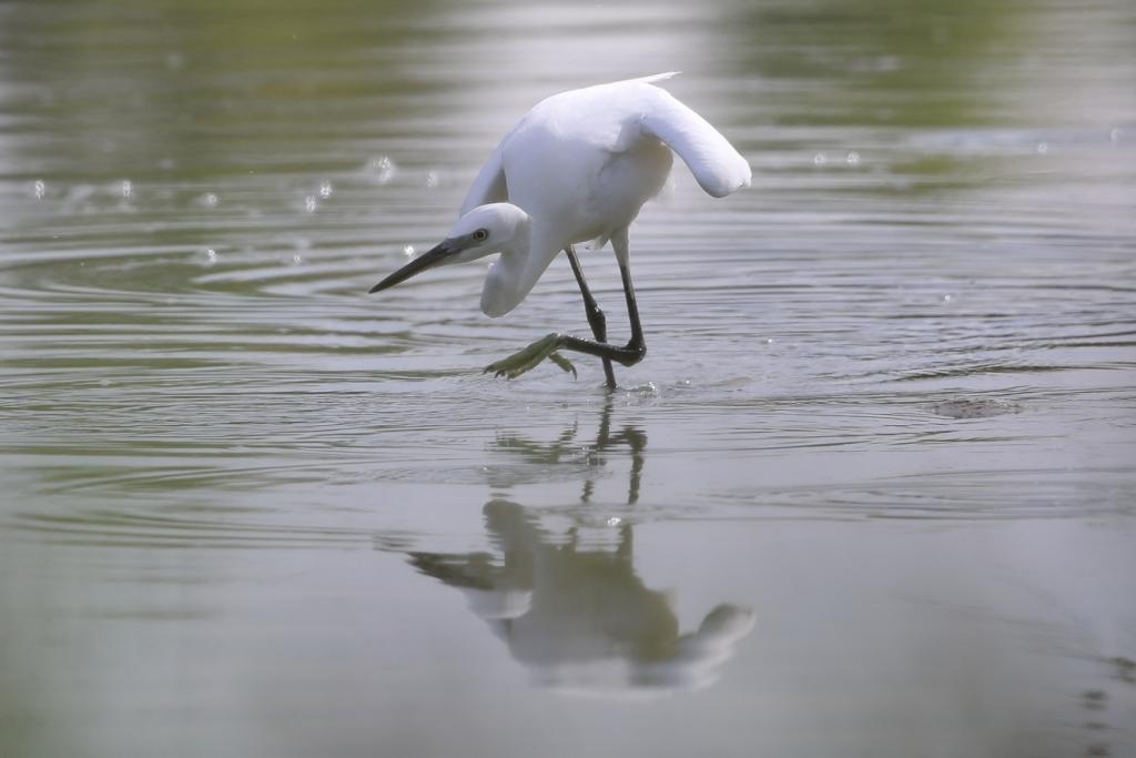 L'aigrette garzette à Richard