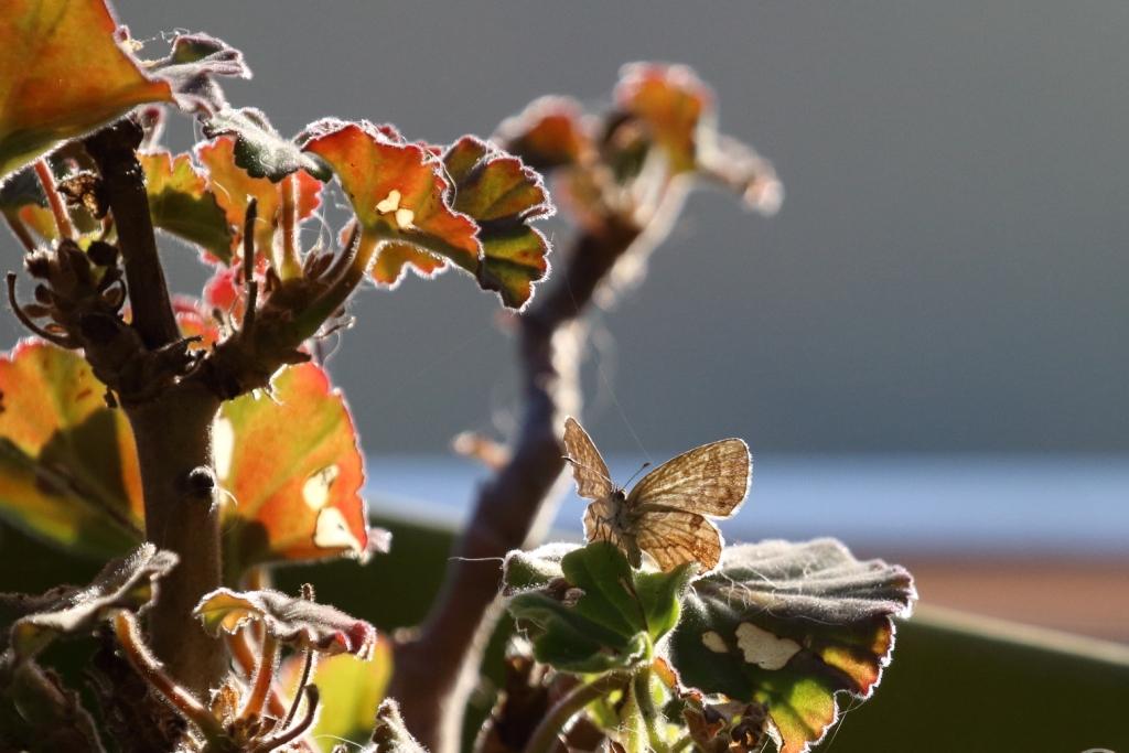 Géranium en fin de saison