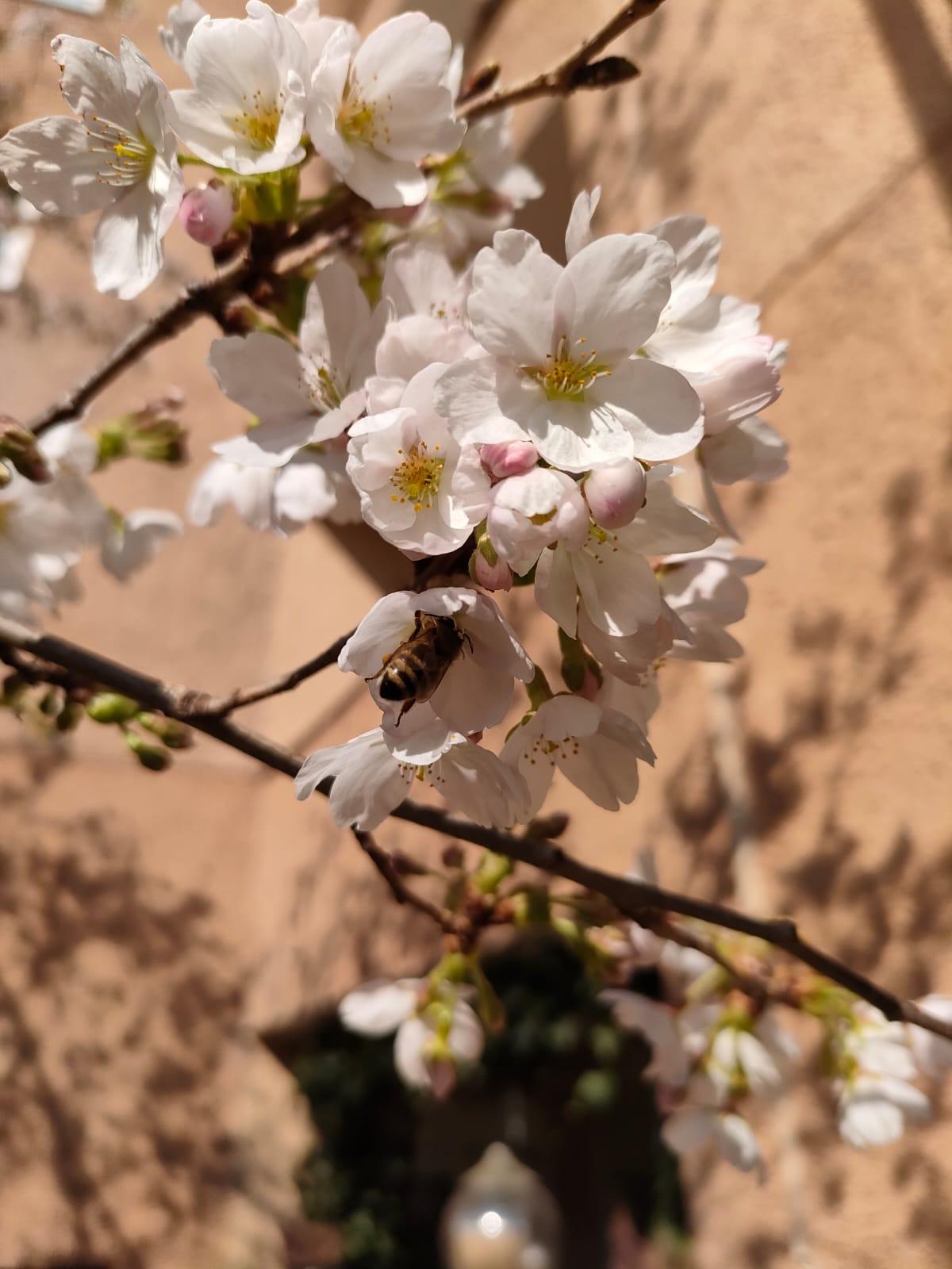 C'est l'printemps