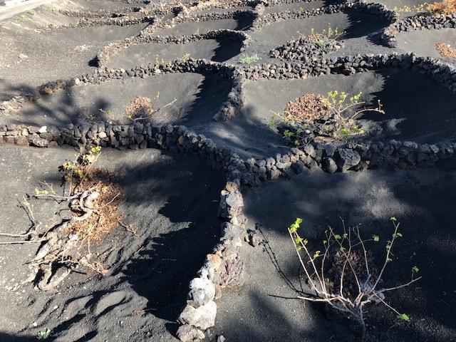 Vignes à Lanzarote