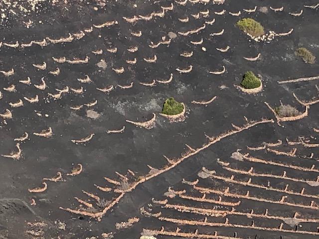 Vignes à Lanzarote